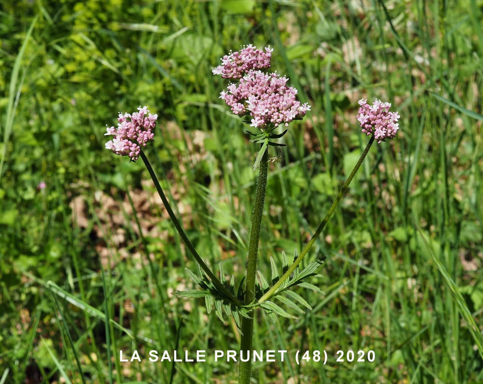 Valerian, Common